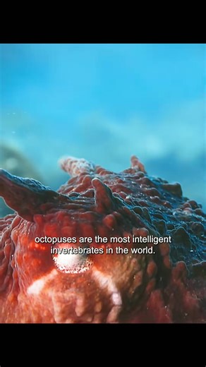 GIANTS PACIFIC OCTOPUS #animals #animalworld #octopus | Animal Documentary