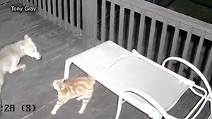 68K views · 1.6K reactions | COYOTE VS. CAT: A cat came face-to-face with a hungry coyote on the porch of a home in Surfside Beach, Texas, and narrowly survived. | KAKE News | Facebook