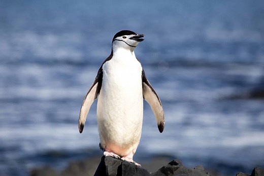 Penguin Poop: Everything You've Ever Wanted to Know
