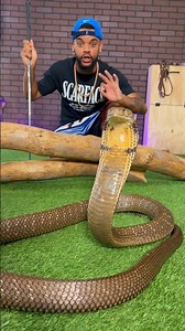 The King Cobra: Nature's Most Deadly Assassin