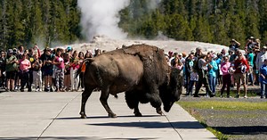 Yellowstone bison goring incidents highlight America's tourism problem
