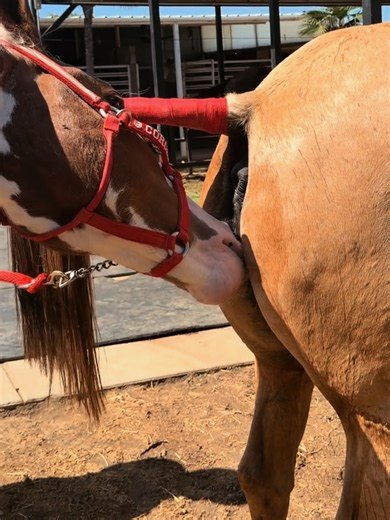 What is she saying 😯 #horse #horselife #hoofcare #satisfyingvideos #foryoupage
