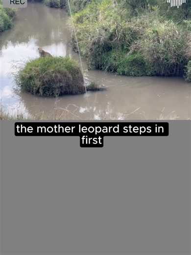 Survival Lessons for Leopard Cubs in the Wild