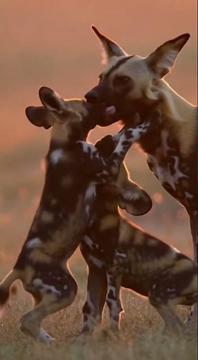 Alpha Female Wild Dog Protects Her Pack at Sunset 🐺 | African Wildlife