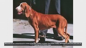 Erbi Txakur Dog Breed Review: Pros and Cons