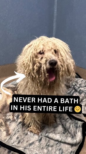 Watch this dog take his first bath 🐶 🛁 | Rocky Kanaka