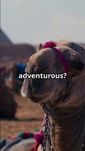 Top 5 Must-Do Activities in Aswan!