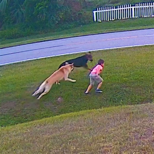 15M views · 10K reactions | Heroic Dog Protects Playing Child | MetDaan Creative | Facebook