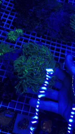 This torch colony was fresh out of a routine paraiste dip , my hands got stung to peices but it was worth it for the video Exclusively ran on @Triton Applied Reef Bioscience