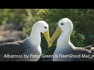 Albatross Backing Track – Peter Green & Fleetwood Mac