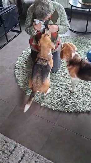 beagle training
