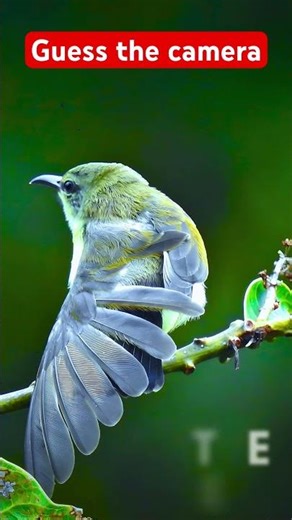 nikon p1100 | nikon coolpix p1100 | p1100 | #animals #birds #p1100 #shorts #wildlife #animalzoo