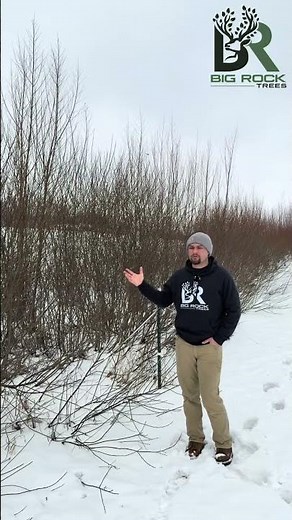 Hybrid Willow Tree+Silky Willow Shrub Screening #whitetailhabitat #fastgrowingtrees