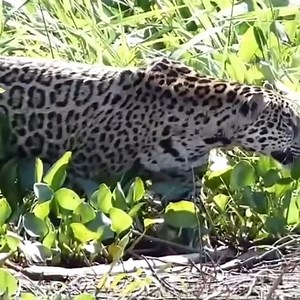 8.6K views · 116 reactions | Striped leopard attacks crocodile | Jeremiah Walters | Facebook