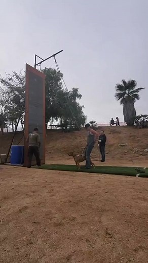 Our last competition in So Cal. Go away COVID so we can get back to d... | Sporting Dogs | Facebook