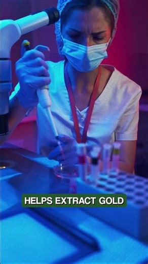 How does cheese help to extract gold from old electronics?