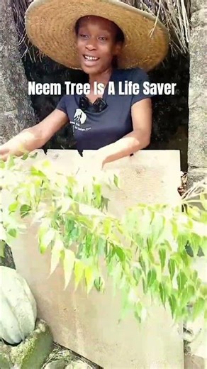 What Do You Know About Neem Trees?