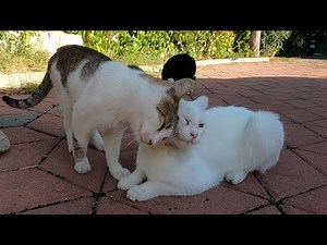 Two female cats reject same male cat ( unrequited love )