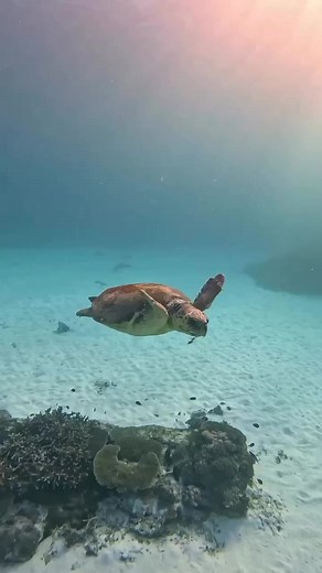 287 reactions · 35 shares | This World Turtle Day, we ask you to take...