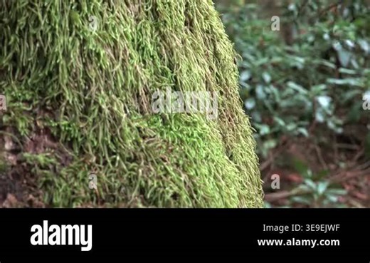 slider moss forest woodland bryophyte tree trunk wet bark upward vertical shot rising camera. terrain green humid growth floor mossy crane carpet surface macro flora ecology botany. upward slider, green moss, tree bark, mossy tree Stock Video Footage - Alamy