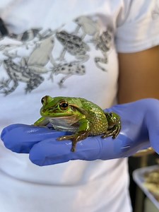 11K views · 146 reactions | Look who has jumped into your feed!  Dr Rose Upton is here to teach you about 5 native Australian frog species. | The University of Newcastle, Australia | Facebook