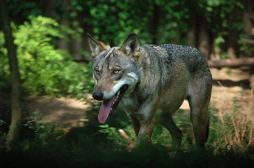 Best 500  Wolf Names - Male & Female Names with Meanings