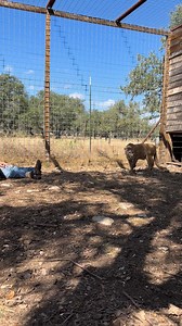 We’re often asked if our facility is AZA accredited, and the answer is no, we are not. Rick has chosen not to pursue AZA accreditation, and one of the primary reasons is their strict “hands-off” policy. To clarify, regardless of accreditation, it is always illegal for members of the public to physically interact with big cats but that’s not what this is about. The AZA extends its no contact rule even to the facility’s staff and owners, meaning that even Rick, who has raised many of these cats si