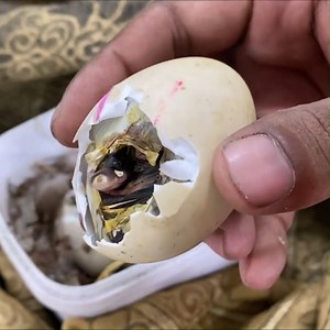 Hatch duck Eggs Without any Eggincubator - Sunlight hatching #egghatching #mianinventions #eggincubator | Mian Inventions