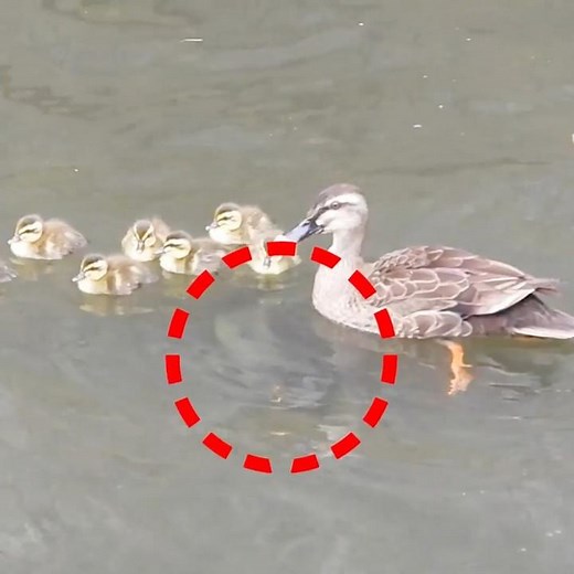 Catfish are so scary, Duckling could be eaten at any moment.