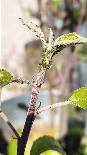 Apple Tree Pest Challenge: Identify the Insect & Know the Cure!
