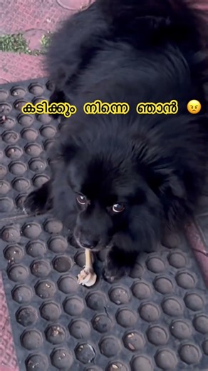 കടിക്കും നിന്നെ ഞാൻ 😠 #trending #comedydub #funnydogs