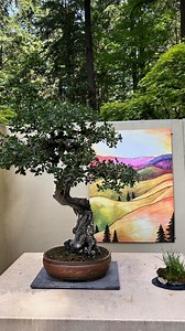 How do we move away from over reliance on chemical pesticides in bonsai? In search of a better, more holistic, and healthful response to pests and diseases, we turned to tissue testing and plant-specific fertilization. For the past 12 months, our soils and plant tissues have been tested regularly to identify nutritional imbalances that can signal the presence or effects of pest species and/or the early stages of disease. We have used these test results to guide us as we apply plant-derived amend