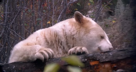 Watch what happens when the “ghost bear” uses color to catch more fish