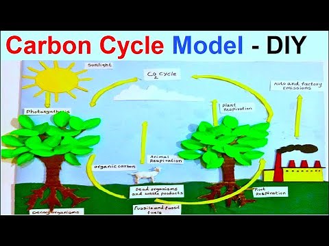 carbon cycle model | co2 cycle model | diy | class 9/class 12 science exhibition | howtofunda
