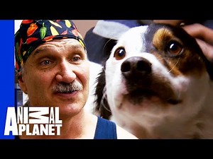 Dr. Jeff Needs To Amputate Dogs Leg To Save His Life | Dr. Jeff: Rocky Mountain Vet