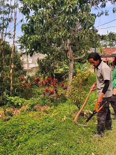 Penanaman Pucuk Merah: Langkah Pertama di Ciambar