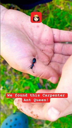 👸🏻🐜 This Carpenter Ant Queen was on the run!