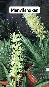 Crossing Sansevieria #sansevieria #sansevierias #tanamanhias #plantas #snakeplant #tanamanhias #tanamanlidahmertua #motherinlawstongue #gardening | Dania Dani