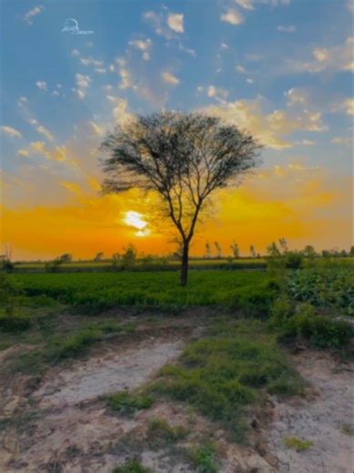 #Punjab #viral #reels #nature #farmer #people #life #village #lifestyle #old #animal #farm