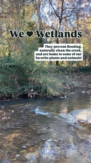 Happy World Wetlands Day!🩵 So, what IS a wetland? Just wet land? Well…yes! Wetlands are areas where water covers the soil for all or most of the year. You know how when a sponge gets really saturated with water, and any additional water added just kind of sits on top? 🧽 That’s exactly what a wetland is! The soil absorbs the water and the area remains wet unless there’s a drought or lack of water source. 💧 Wetlands are often called “nature’s kidneys” because they filter water pollutants out of