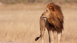 19K views · 192 reactions | Need a nature fix? Earth Touch TV is your front-row seat to the wild — streaming FREE, anytime, with brand-new content dropping every month. Get closer than ever to nature: www.earthtouch.tv | Earth Touch TV | Facebook