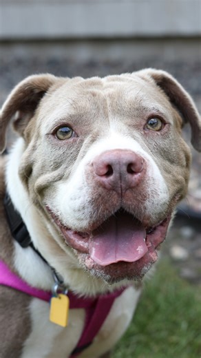 Clear the Shelters! 🐾 Adopt your new best friend on Saturday, August 23, and receive 50% off your adoption fee, thanks to a generous donor in memory of her beloved dogs, Jolene and Nellie. 💙 Visit any of our three shelter locations to meet your match. | Animal Humane Society