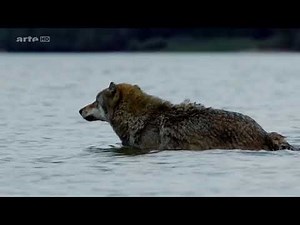 Loups Solitaires en toute Liberté (2016) / Extrait du Documentaire