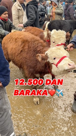 Chorva Uz on Instagram: "BARAKALAR❤️✈️"