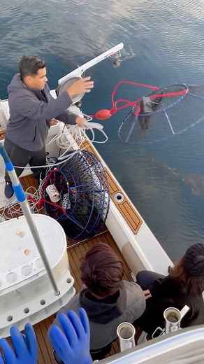 5.3K views · 10K reactions | Throwing down the Ambush Hoop Nets! @wetwillyfishing #hoopnet #hoopnets #lobsterfishing #hoopnetting #ambushxl #promarahiusa #promar #wetwillyfishing #lobster #lobsters | Promar & Ahi USA | Facebook