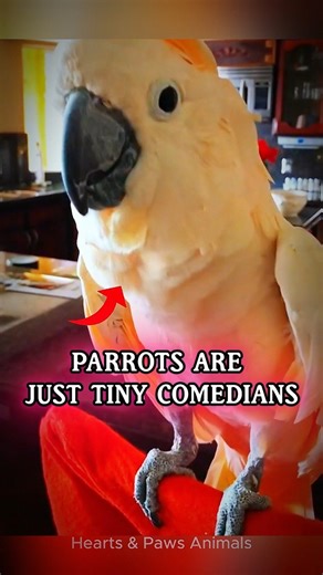 Why Your Parrot Repeats Everything You Say 🦜