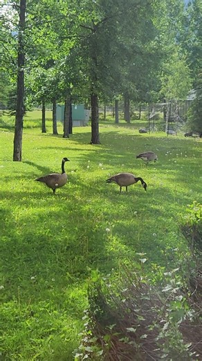 Geese Feeding - Banff National Park
