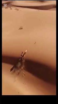 Fastest Chase on Earth: Saluki Dogs vs. Rabbit (Drone View)