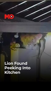 What would you do if a lion stared straight into your kitchen window? That’s exactly what happened in Amreli, and it’s not the only incident of its kind. #Kovaya #Gujarat #Amreli #Lion #WildlifeEncounters #GirForest #ViralVideo #MO | India Today