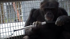 Chimps learn from video demonstrations